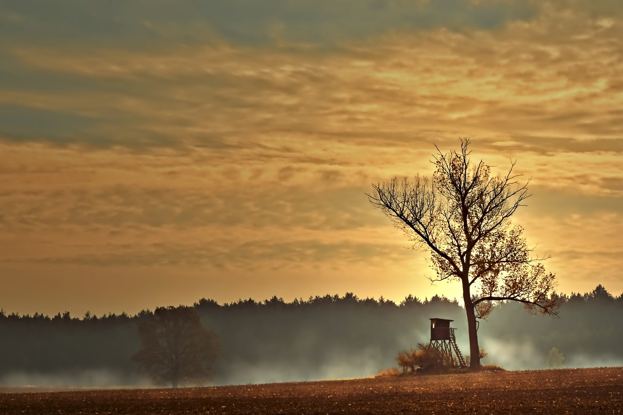 Ambona stojąca obok drzewa na tle lasu oraz zachodzącego słońca