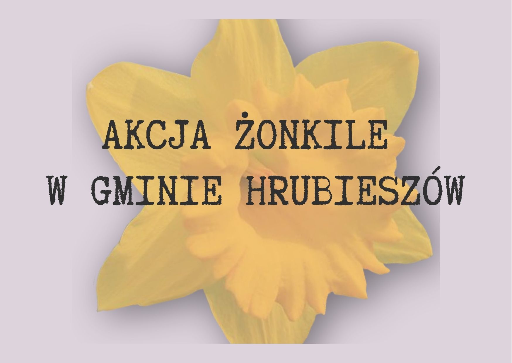 Grafika przedstawia żonkila, oraz napis: Akcja Żonkile w Gminie Hrubieszów