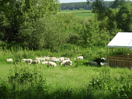 Owce wypasane przy grodzisku w Gródku