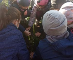 Uczniowie zabezpieczają posadzone drzewo