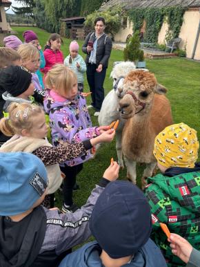 Kulturalnie i z alpakami - niezwykła wycieczka przedszkolaków