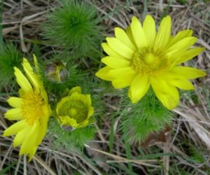 Żółty kwiat na podłożu z suchej trawy