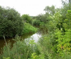 Pejzaż przyrody, na pierwszym planie zielone krzewy, w oddali rzeka, drzewa i krzewy