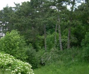 Zielony krzew z białymi kwiatami przed laskiem z drzew iglastych