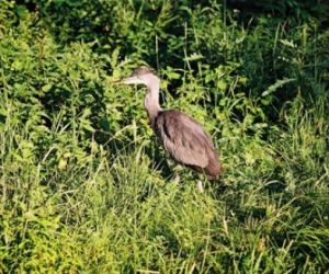 Duży szary ptak na łące, czapla siwa