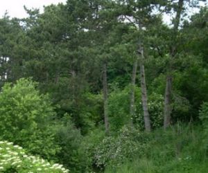 Zielony krzew z białymi kwiatami przed laskiem z drzew iglastych