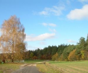 Polna droga prowadząca do lasu, w oddali drzewa