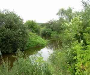 Pejzaż przyrody, na pierwszym planie zielone krzewy, w oddali rzeka, drzewa i krzewy