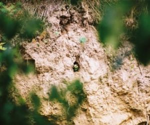 Ptaszek w gnieździe znajdującym się w glinianej skarpie