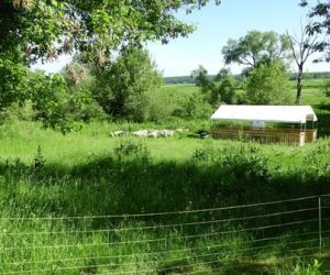 Wypas owiec przy grodzisku w Gródku