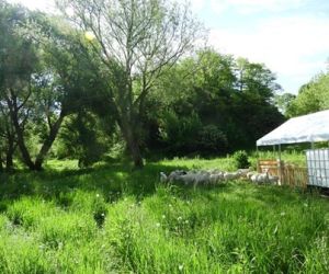 Wypas owiec przy grodzisku w Gródku