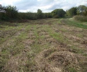 Murawa po wykoszeniu