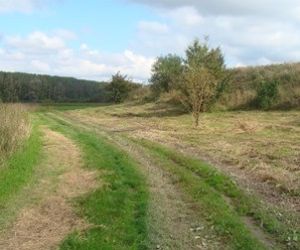 Murawa po wykoszeniu