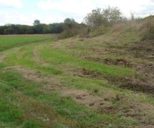 Murawa po wykoszeniu