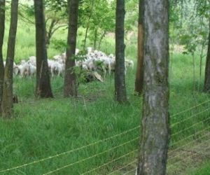 Owce pasące się pomiędzy drzewami