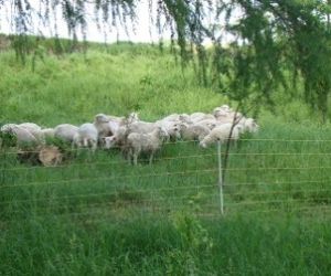 Owce pasące się na murawie