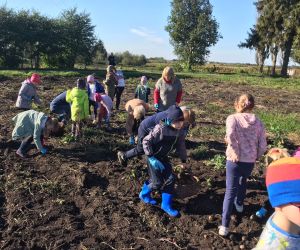 Uczniowie i nauczycielka zbierają wykopane ziemniaki