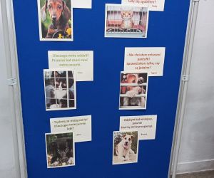 Tablica dekoracyjna związana z adopcją zwierząt ze schronisk