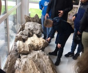 Uczniowie oglądają skamieniałe drewno