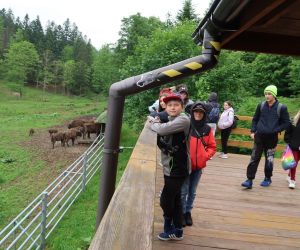 Uczniowie obserwują żubry.
