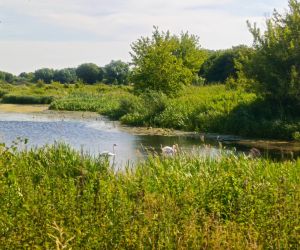 Para łabędzi na jeziorze śródpolnym w Teptiukowie