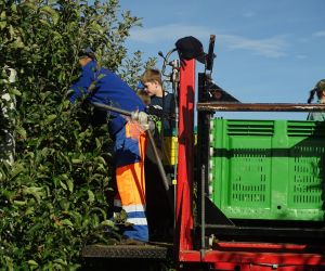 Dwóch uczniów i robotnicy na platformie zrywają jabłka z drzew