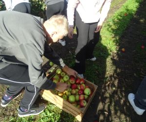 Uczeń wkłada zebrane jabłka do skrzynki