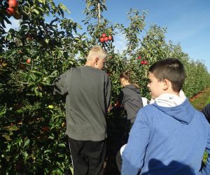 Trzech uczniów zrywa jabłka z drzew
