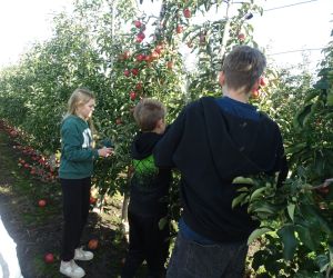 Uczennica i dwóch uczniów zrywają jabłka z drzew