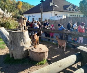 Uczniowie przy zagrodzie kóz w zwierzyńcu dolnym parku